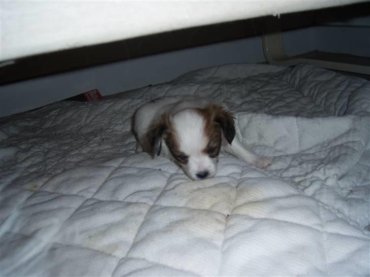 Papillon Westerbo´s Amalie - Lille Amalie billede 9