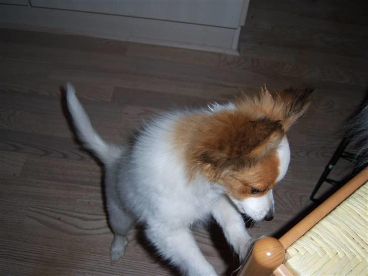 Papillon Westerbo´s Amalie - Hvor skal du hen Amalie billede 10