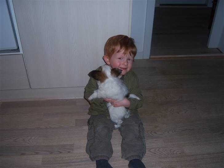 Papillon Westerbo´s Amalie - Hjalte og Amalie billede 11