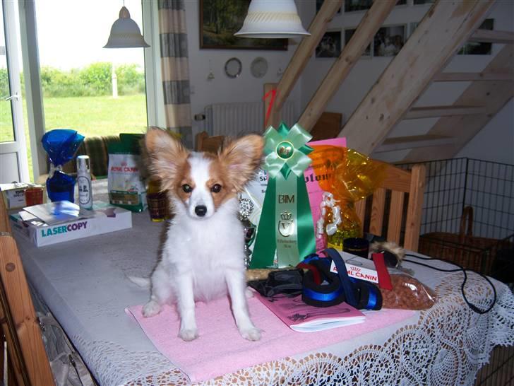 Papillon Westerbo´s Amalie - Se alt det har jeg vundet på skue billede 12