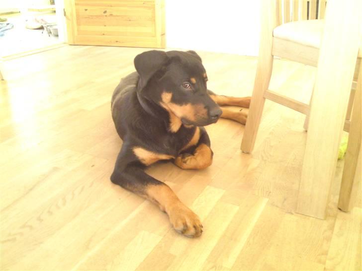 Rottweiler Balou billede 16