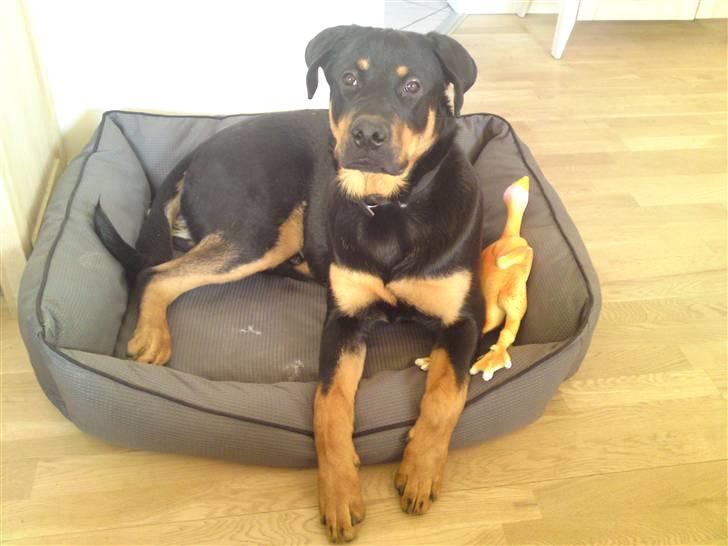 Rottweiler Balou billede 17