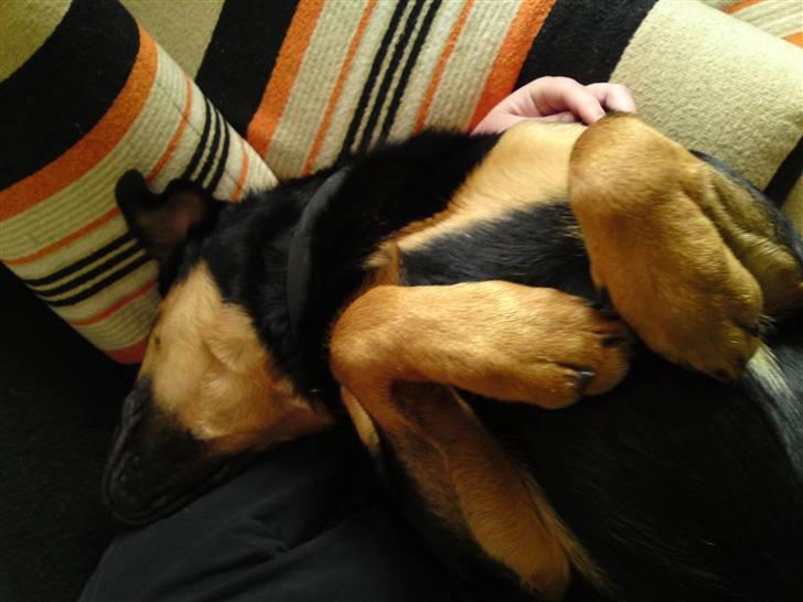 Rottweiler Balou billede 18