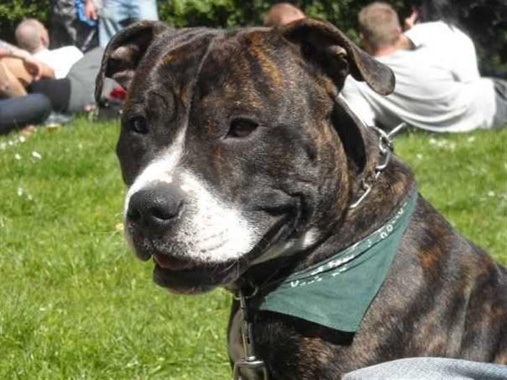 Blanding af racer Kane - Kane billede 1