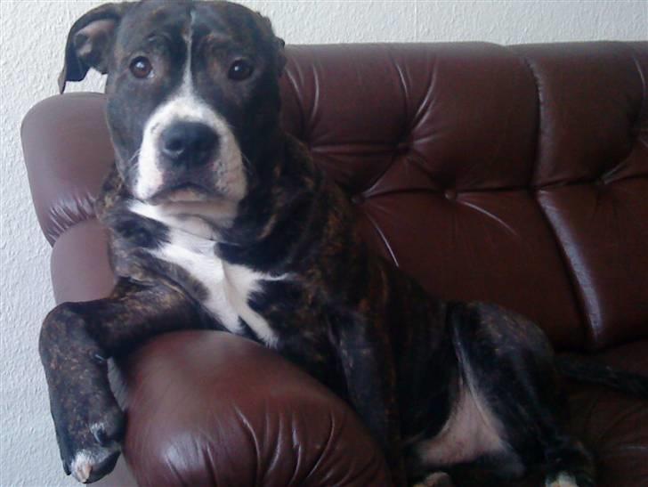 Blanding af racer Kane - Kane slapper af!! billede 2