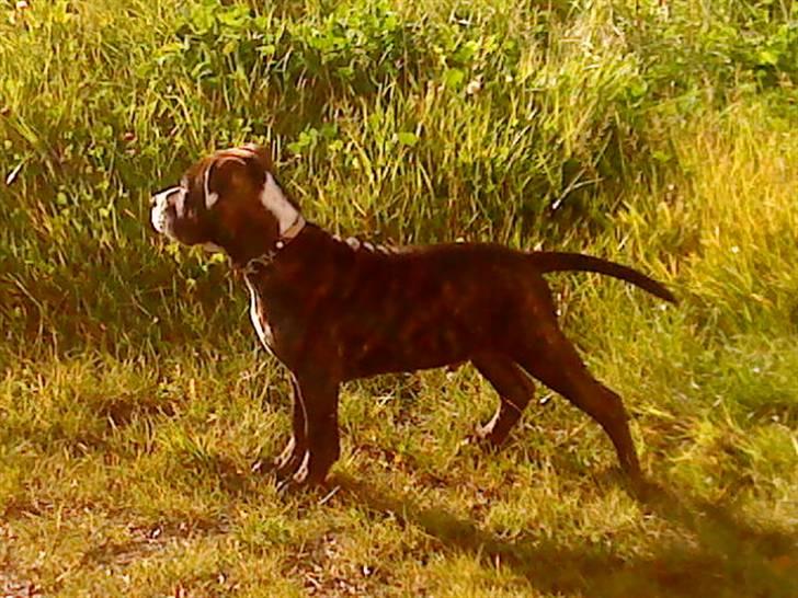 Blanding af racer Kane - Kane som lille! billede 3