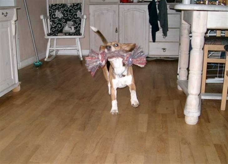 Beagle Freja - juhuu mor nu skal vi godtnok lege... billede 6