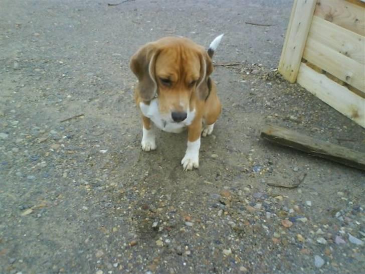 Beagle Freja billede 7