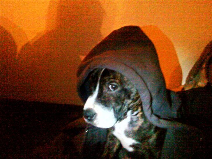 Blanding af racer Kane - Gangstar kane! billede 4