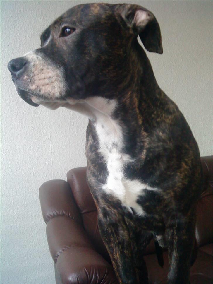 Blanding af racer Kane - Kane til 1 maj!! billede 5