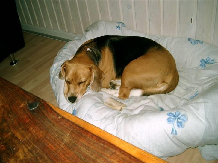 Beagle Freja billede 8