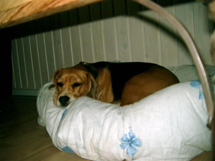 Beagle Freja billede 9