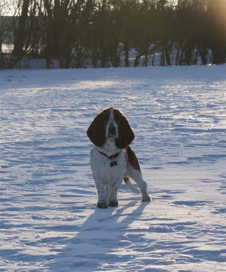 Basset hound Berta  billede 1