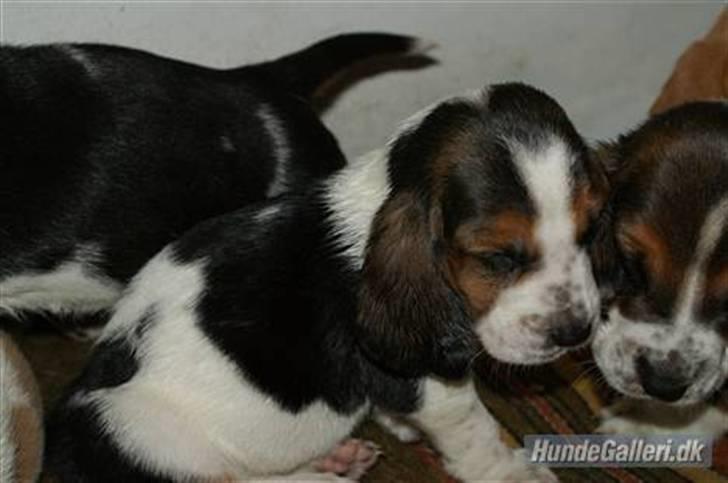 Basset hound Berta  billede 2