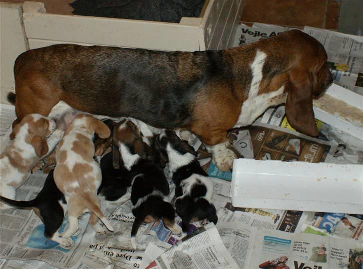 Basset hound Berta  billede 3