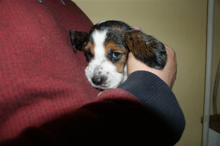 Basset hound Berta  billede 4