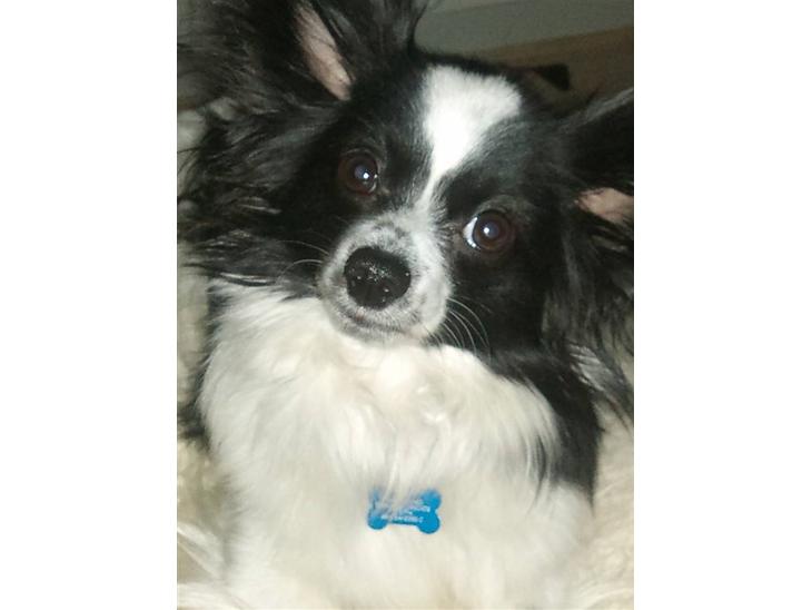 {{currentPhoto.altText}} billede {{currentPhoto.number}}