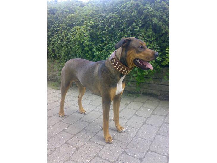 {{currentPhoto.altText}} billede {{currentPhoto.number}}