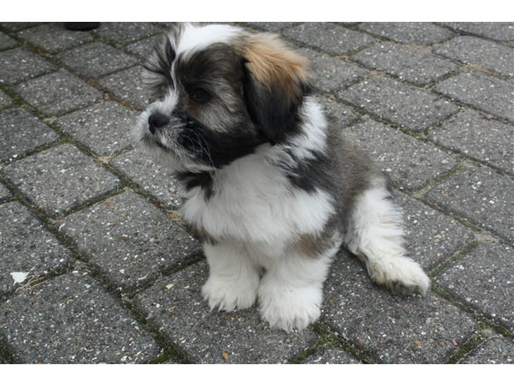 Lhasa apso Rubin - her er rubin 1 dag og jeg har besluttet at det skal være ham vi beholder billede 1
