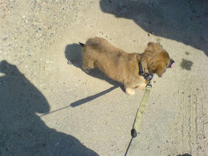 {{currentPhoto.altText}} billede {{currentPhoto.number}}