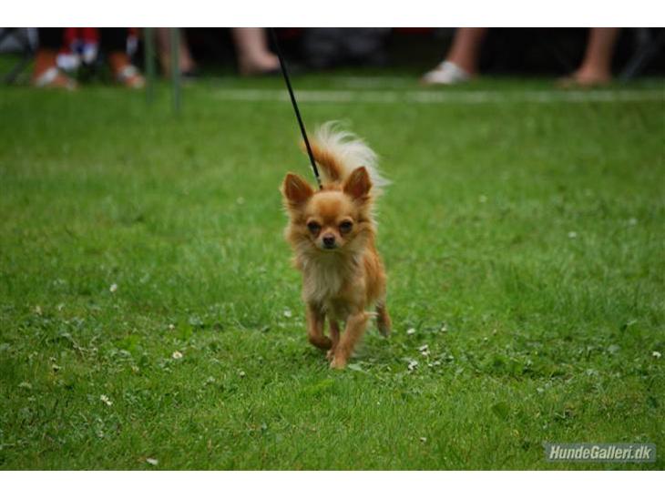 {{currentPhoto.altText}} billede {{currentPhoto.number}}