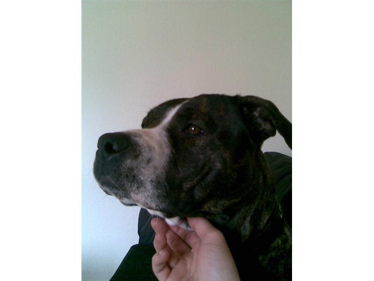 {{currentPhoto.altText}} billede {{currentPhoto.number}}