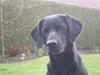 Labrador retriever Molly