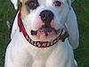 Amerikansk bulldog Lucy Lui
