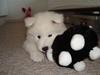 Samojedhund Kiak´Qato of Aslan Lo-Key