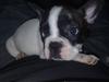 Fransk bulldog Panda R.I.P. 18-08-2011 [ Himmelhund]
