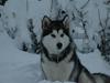 Alaskan malamute Wolfine