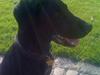 Blanding af racer Lucky *RIP*
