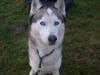Siberian husky Chuchi (Knud<3)