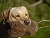 Labrador retriever Cooper
