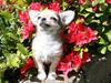 Chihuahua *Elliot <3*
