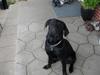 Labrador retriever Basse.