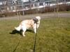 Golden retriever Mads