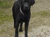 Labrador retriever Hansen