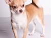 Chihuahua Gizmo