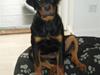 Rottweiler Chili