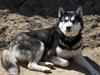 Siberian husky Magnus