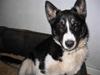 Siberian husky Paxi