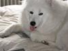 Samojedhund fie 