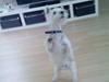 West highland white terrier felix