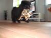 Chow chow Henning