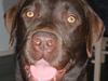 Labrador retriever Zanto