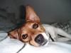 Jack russell terrier Chivas