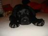 Labrador retriever Blue