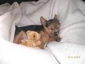 Norwich terrier Berta