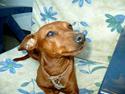 Dvaergpinscher Fifi Jørgensen